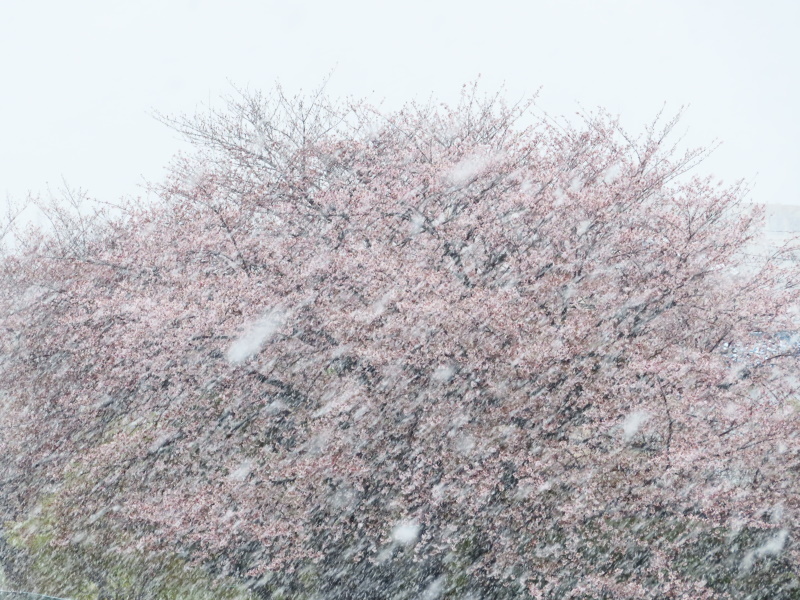 桜と雪_f0033598_11432923.jpg