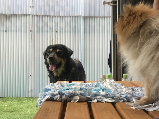 のびくんのお届け完了です!_f0242002_21250123.jpg