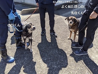 のびくんのお届け完了です!_f0242002_21300792.jpg