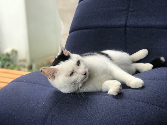 のびくんのお届け完了です!_f0242002_21322211.jpg