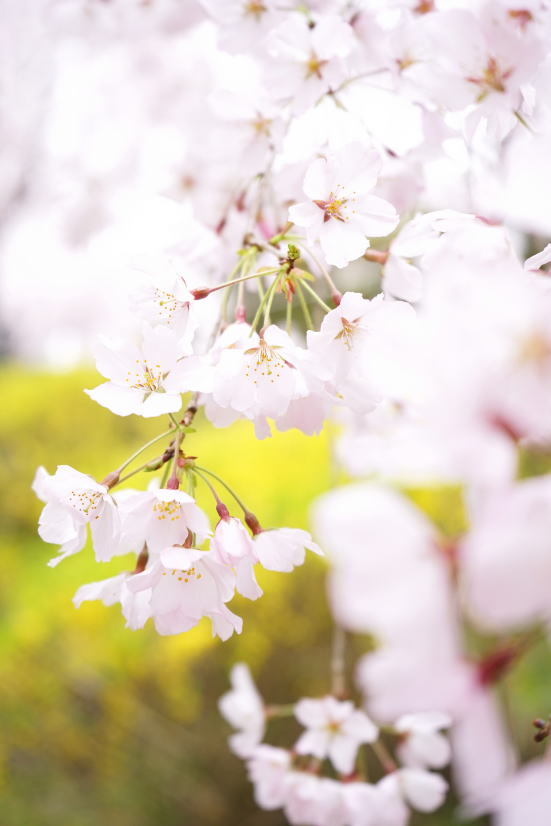 花見 ゆうかの里へ_a0136507_21105996.jpg