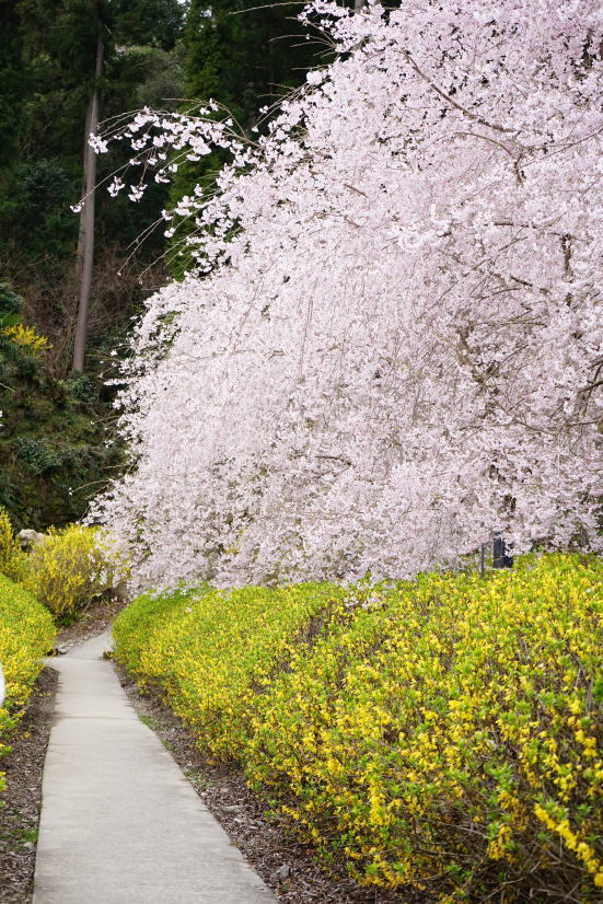 花見 ゆうかの里へ_a0136507_21123339.jpg