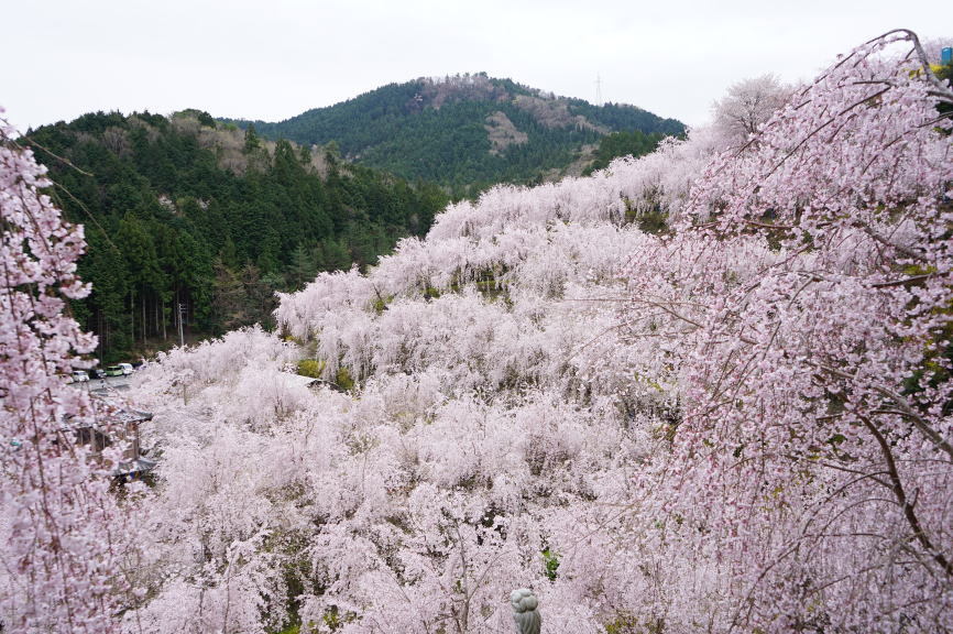 花見 ゆうかの里へ_a0136507_21135186.jpg