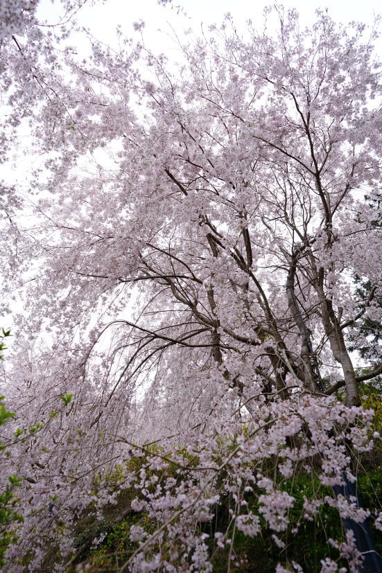 花見 ゆうかの里へ_a0136507_21140759.jpg