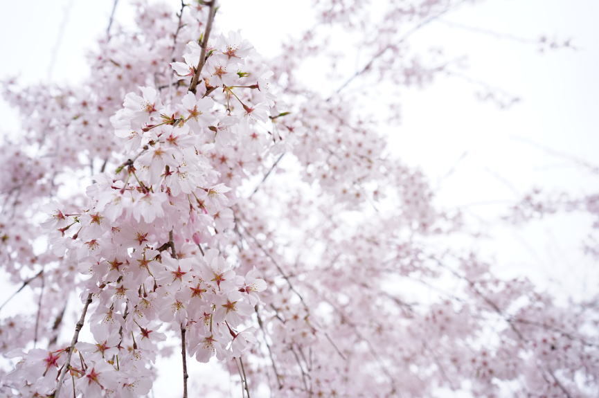 花見 ゆうかの里へ_a0136507_21142363.jpg