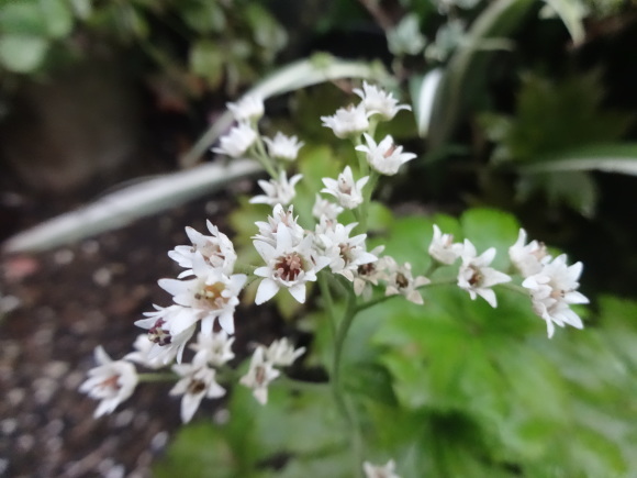 岩ヤツデ だんご虫の花 岩ヤツデ だんご虫の花