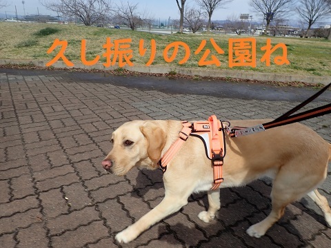 肛門腺から匂ってきた!!_c0182012_15015172.jpg