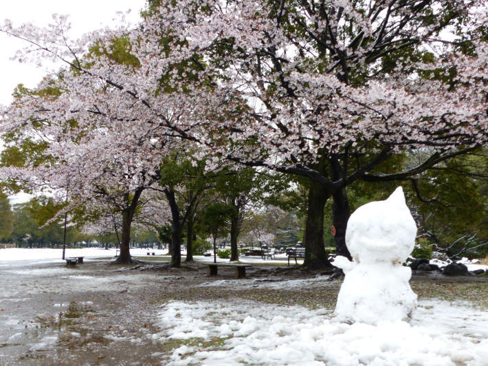 桜と雪の岩槻城址公園_f0296312_00294688.jpg