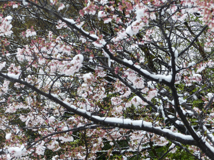 桜と雪の岩槻城址公園_f0296312_00384313.jpg