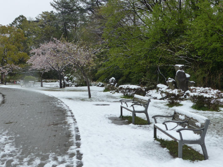 桜と雪の岩槻城址公園_f0296312_00385481.jpg