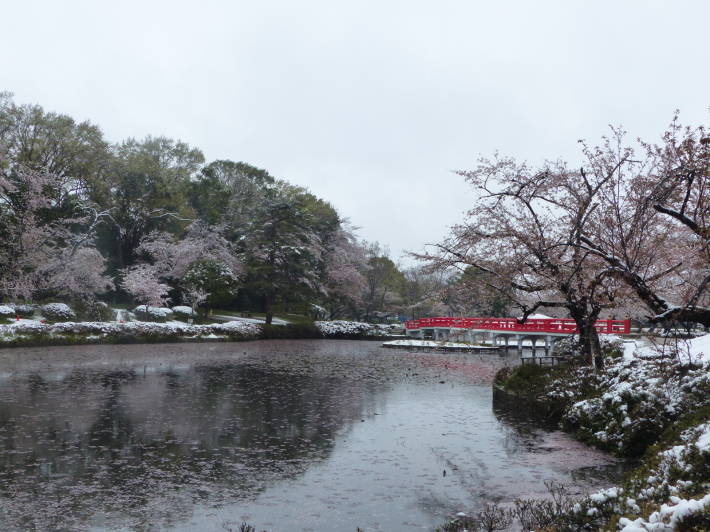 桜と雪の岩槻城址公園_f0296312_00394243.jpg