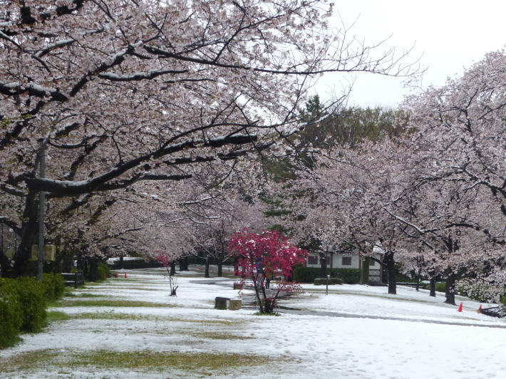 桜と雪の岩槻城址公園_f0296312_00432634.jpg