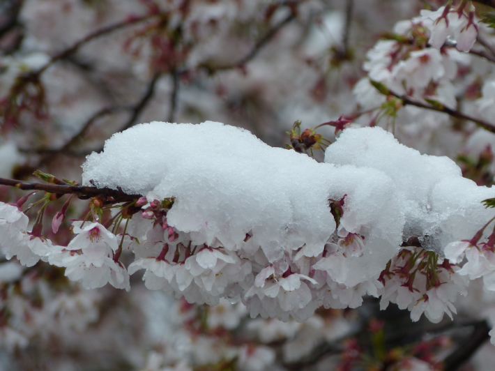 桜と雪の岩槻城址公園_f0296312_00434211.jpg