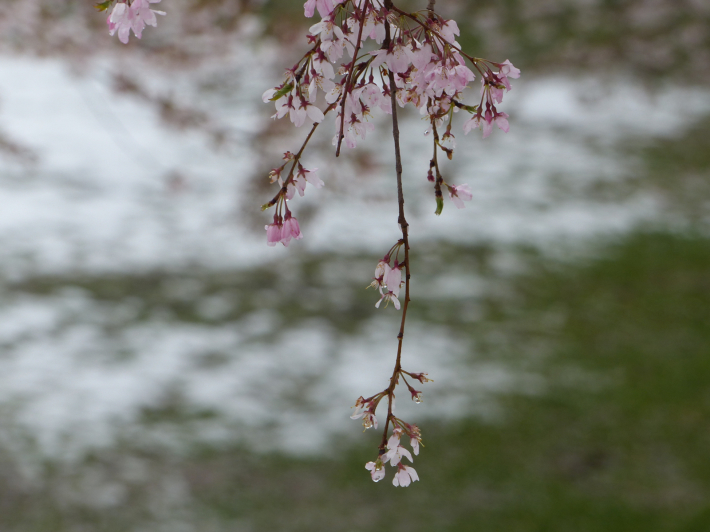 桜と雪の南平野公園_f0296312_01210274.jpg