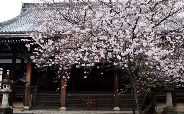 さくら満開　本法寺_e0048413_20232095.jpg