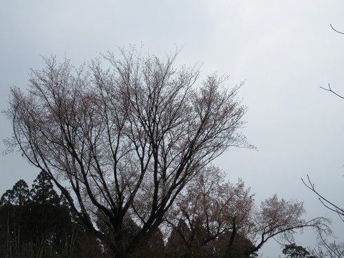 寂しい春 志村けんさんの死去に寄せて 霧島の森よりキルトとともに愛をこめて 寂しい春 志村けんさんの死去に寄せて 霧島の森よりキルトとともに愛をこめて