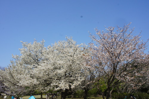 【お花見*公園】_f0215714_16252540.jpg