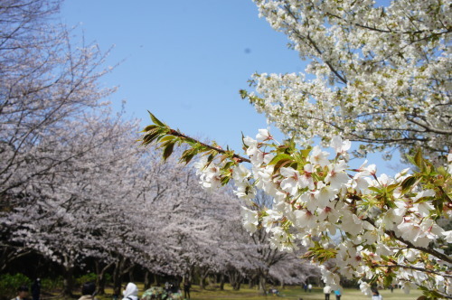 【お花見*公園】_f0215714_16254055.jpg