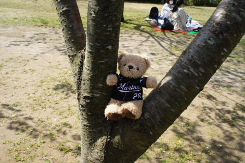 【お花見*公園】_f0215714_16261158.jpg