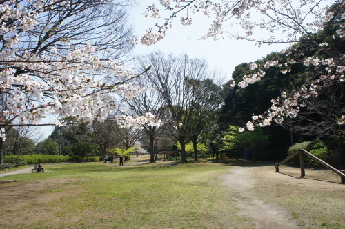 【お花見*公園】_f0215714_16262813.jpg