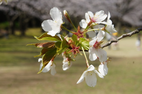 【お花見*公園】_f0215714_16264297.jpg