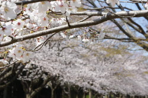 【お花見*公園】_f0215714_16265941.jpg