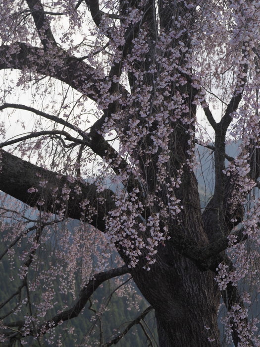 湯の山のしだれ桜(満開)と染井吉野_c0116915_00002456.jpg