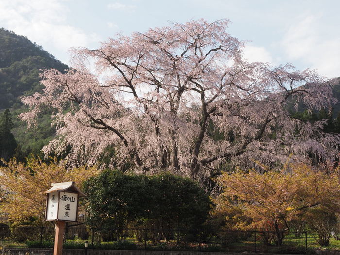 湯の山のしだれ桜(満開)と染井吉野_c0116915_00012468.jpg