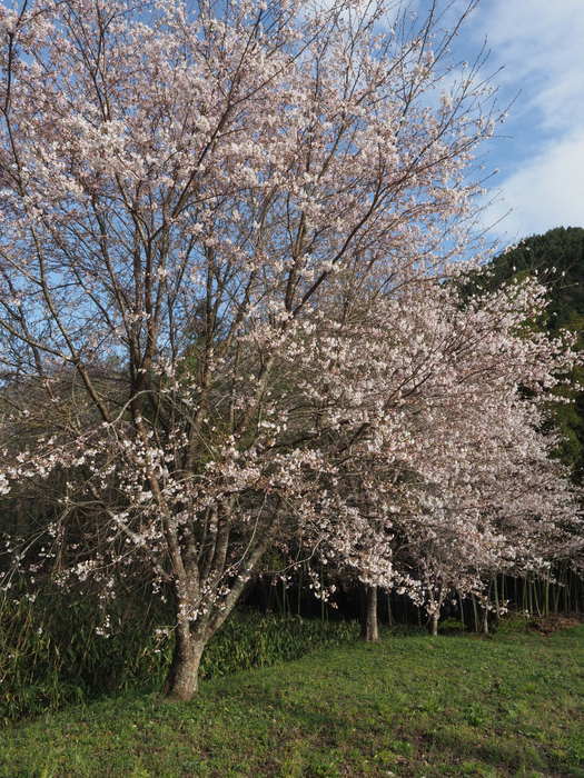 湯の山のしだれ桜(満開)と染井吉野_c0116915_00015510.jpg