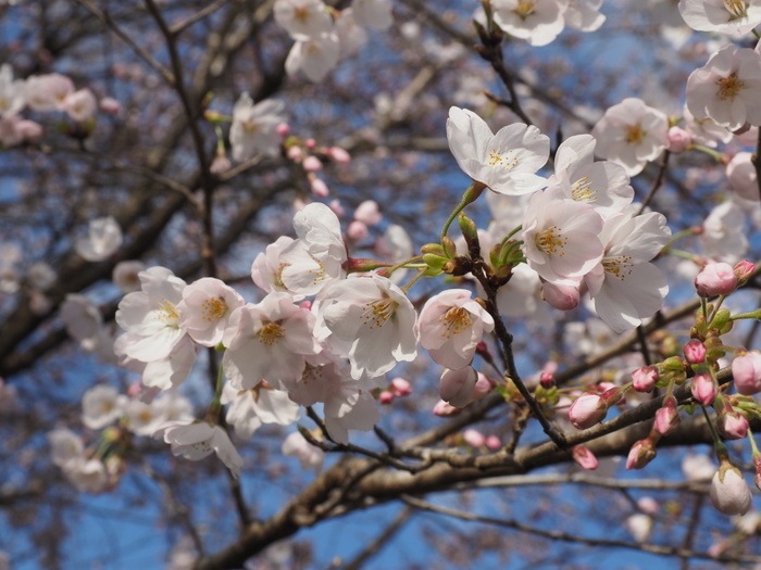 湯の山のしだれ桜(満開)と染井吉野_c0116915_00022059.jpg