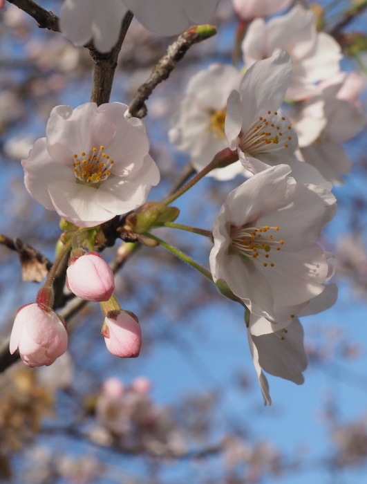 湯の山のしだれ桜(満開)と染井吉野_c0116915_00023549.jpg