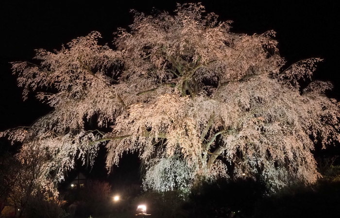 湯の山しだれ桜のライトアップ_c0116915_00112189.jpg