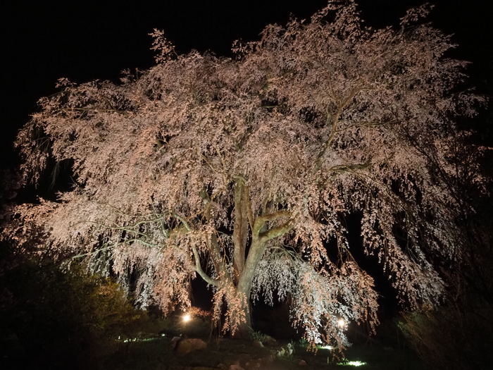 湯の山しだれ桜のライトアップ_c0116915_00113959.jpg