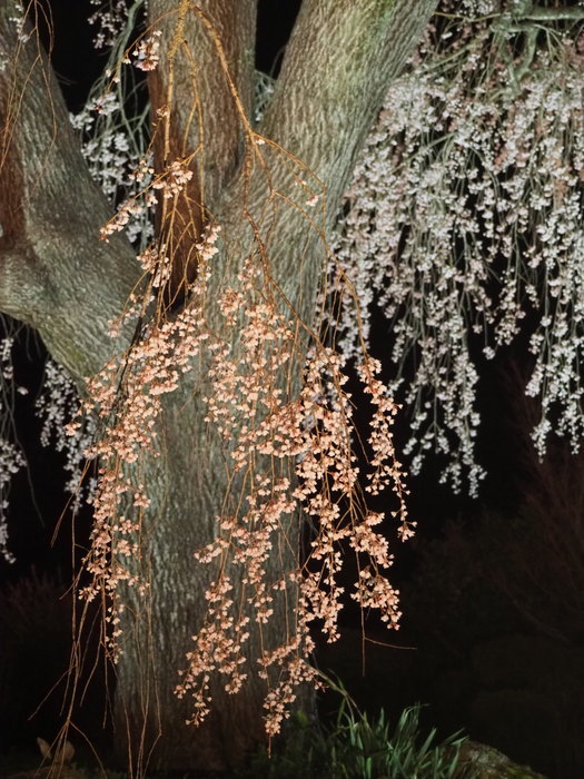 湯の山しだれ桜のライトアップ_c0116915_00115096.jpg