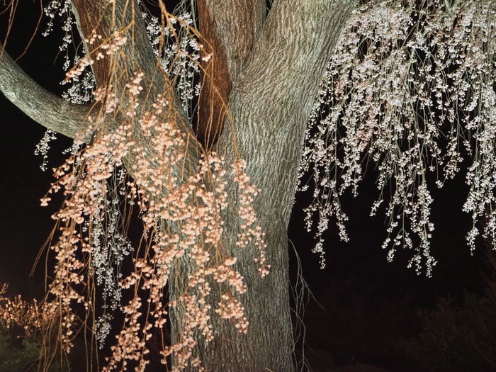 湯の山しだれ桜のライトアップ_c0116915_00120120.jpg
