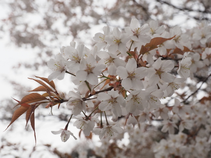 山桜_c0116915_22540828.jpg