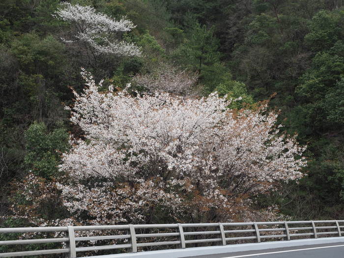 山桜_c0116915_22543479.jpg
