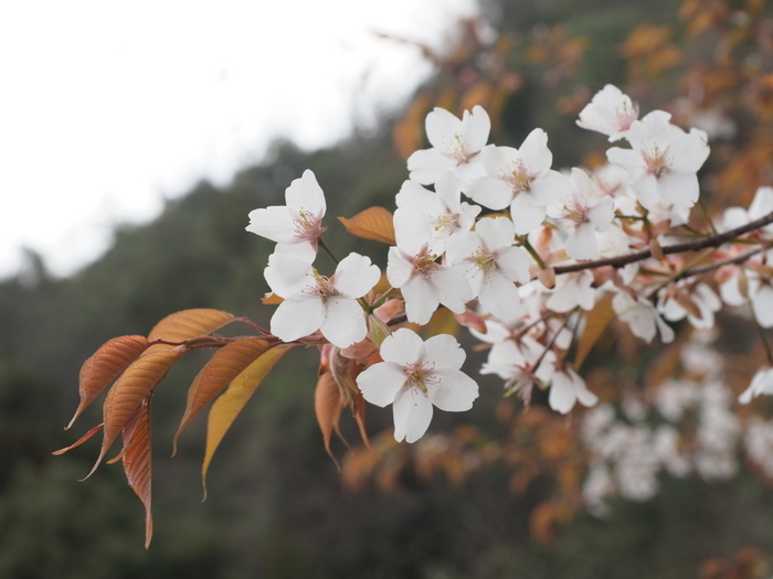 山桜_c0116915_22562310.jpg