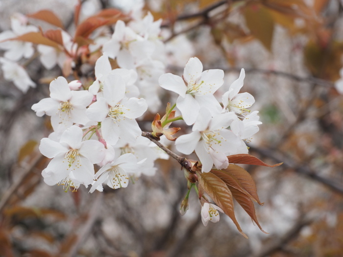 山桜_c0116915_22563812.jpg