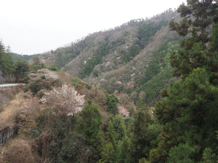 山桜_c0116915_22570825.jpg