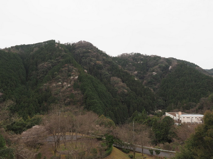 山桜_c0116915_22574998.jpg