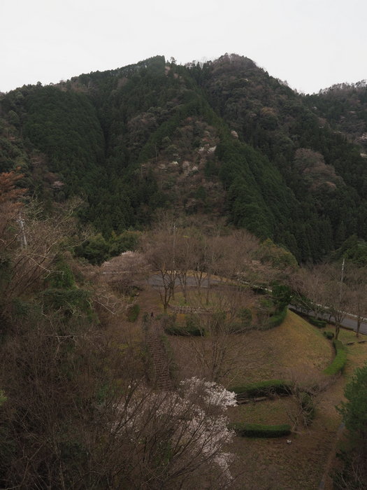 山桜_c0116915_22575892.jpg
