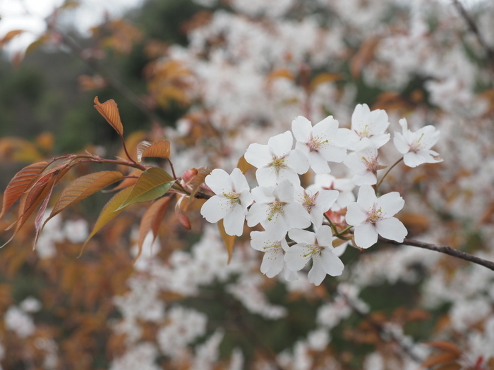 山桜_c0116915_22582242.jpg