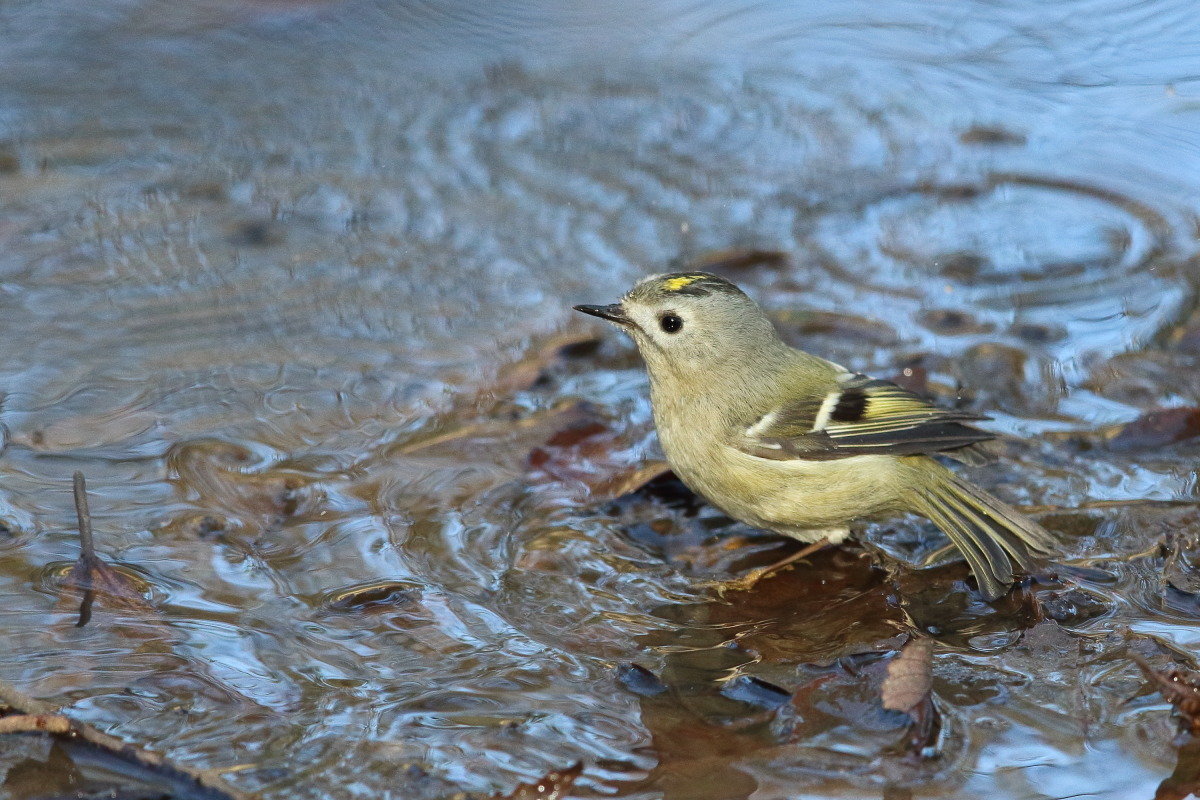 キクイタダキ 水浴び ①_f0369315_11164047.jpg