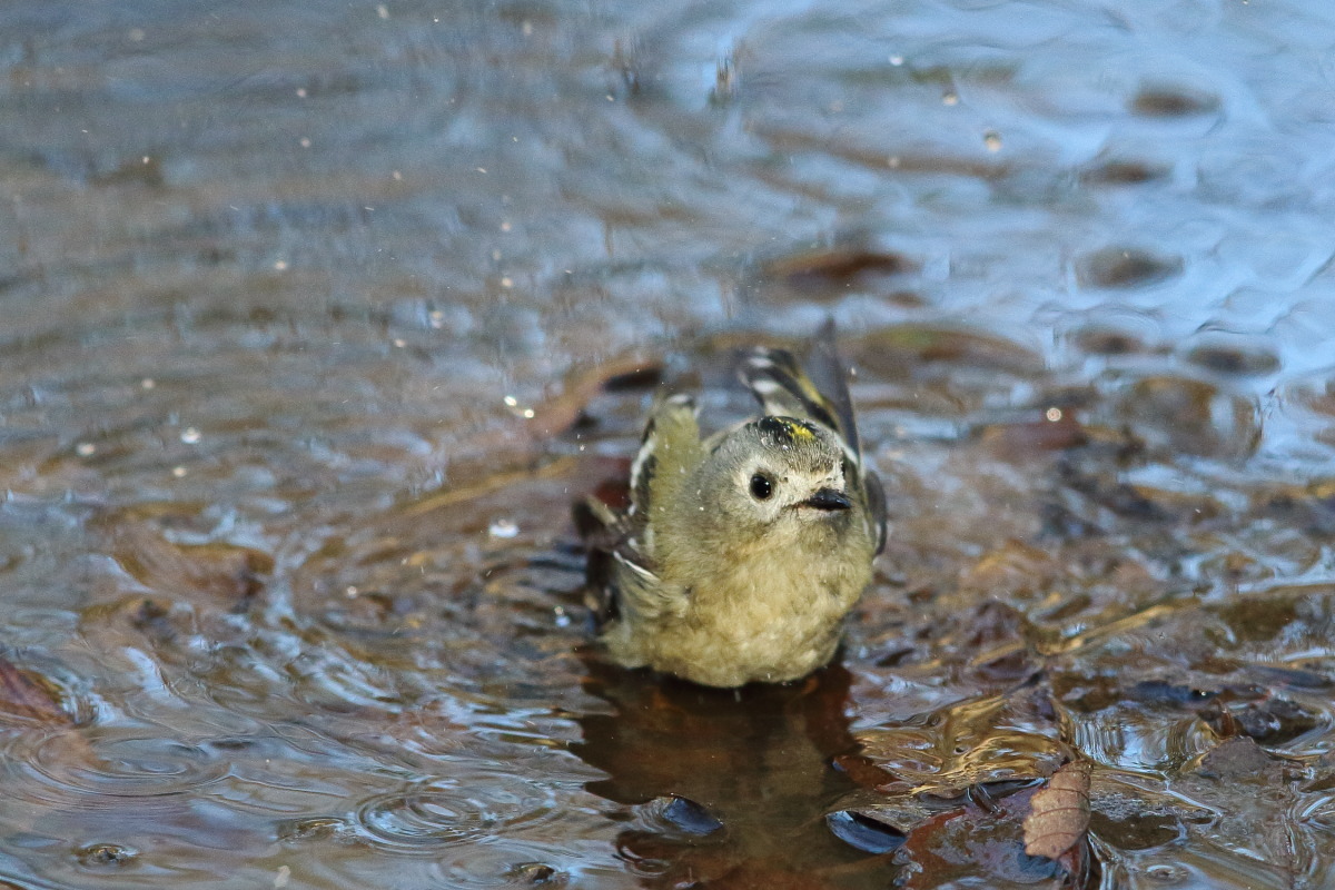 キクイタダキ 水浴び ①_f0369315_11164154.jpg