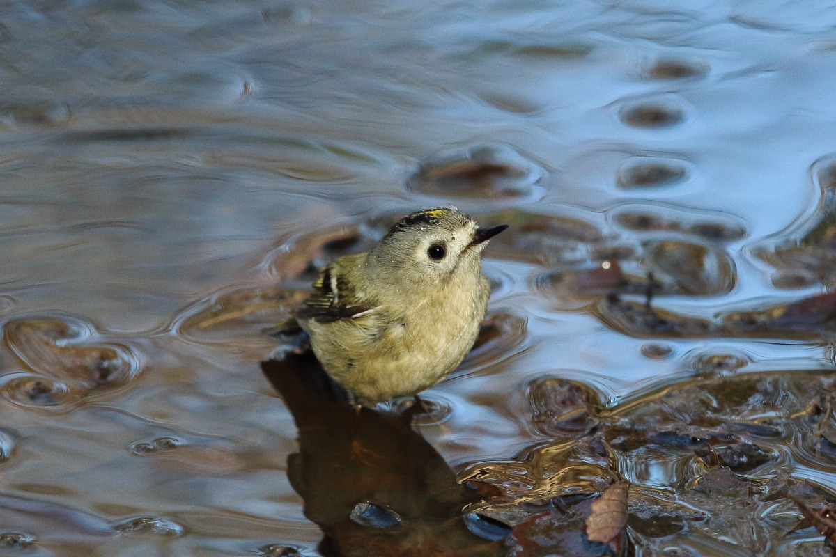 キクイタダキ 水浴び ①_f0369315_11164168.jpg