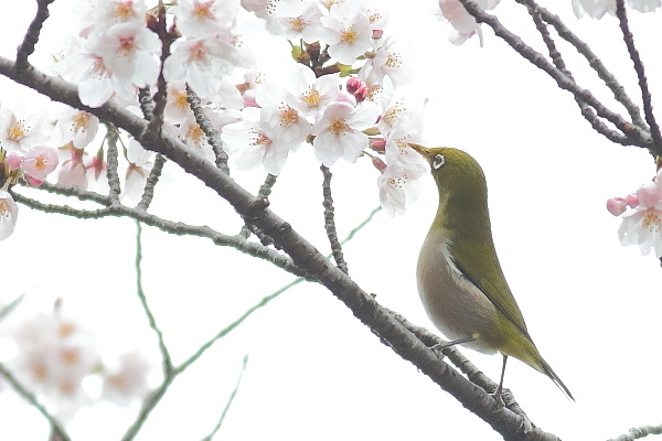 桜とメジロ_e0413627_16293958.jpg