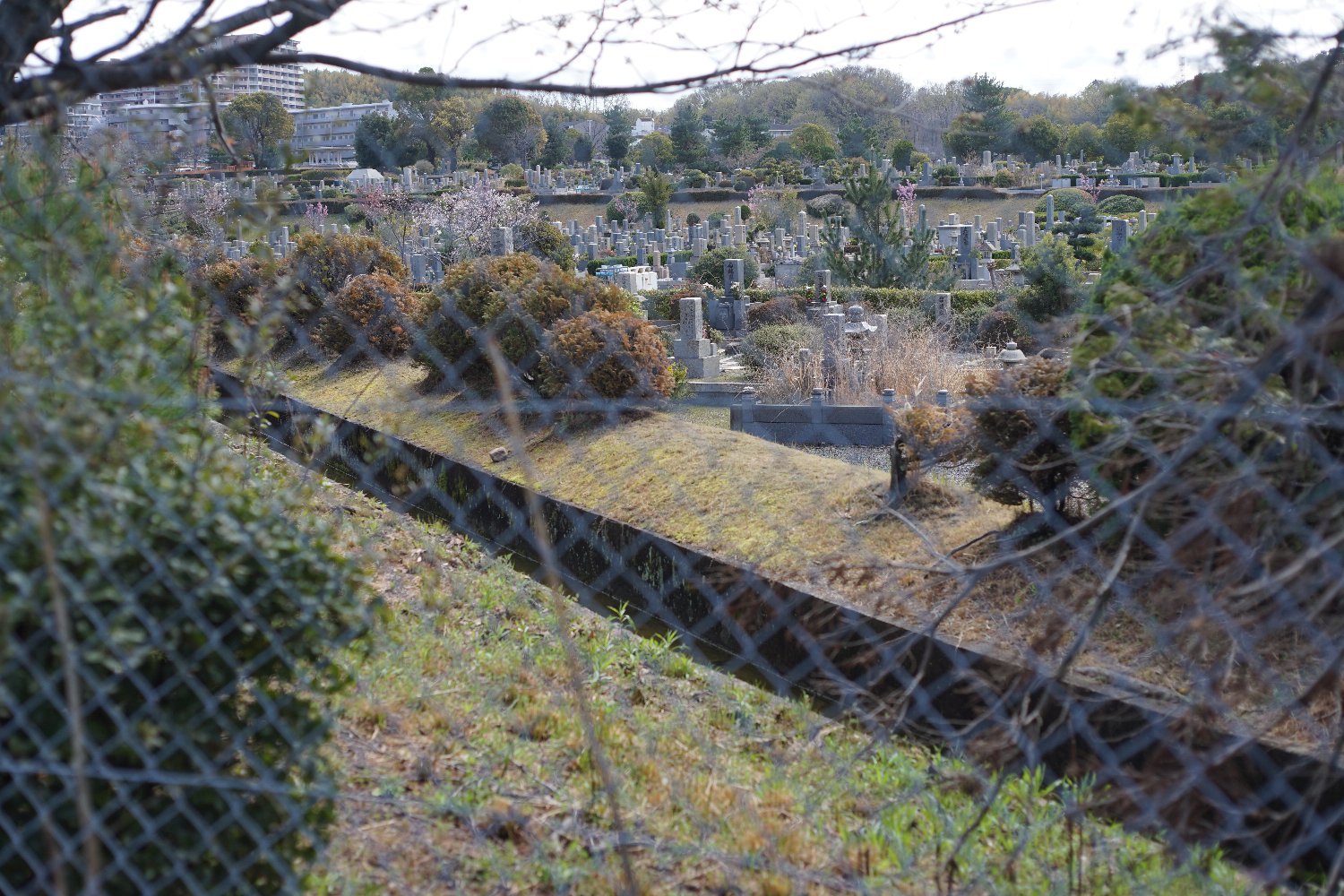 ペトリ CC Auto 55mmF1.8 で 旭ヶ丘を散歩_b0069128_20571776.jpg