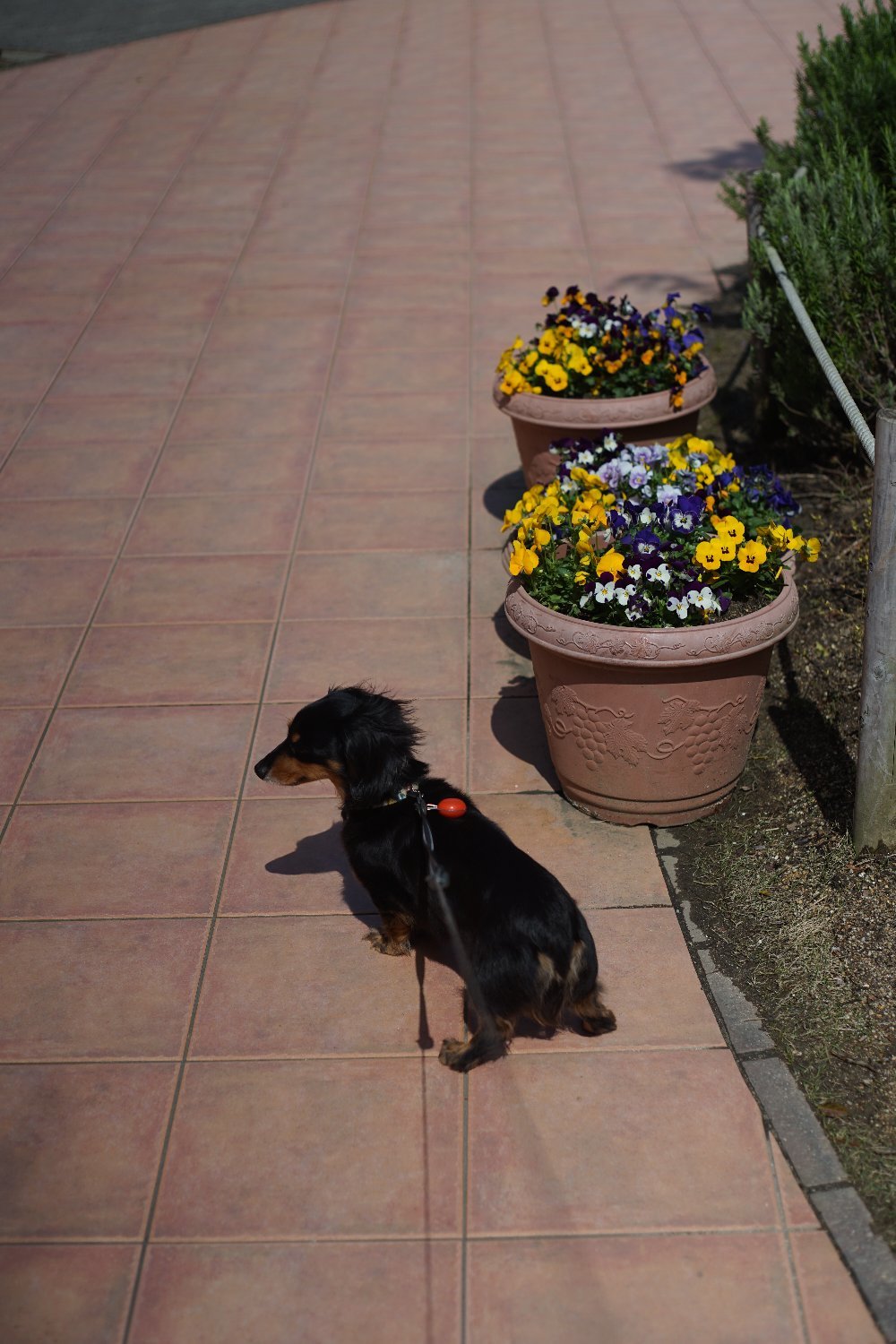 ペトリ CC Auto 55mmF1.8 で 旭ヶ丘を散歩_b0069128_20572409.jpg