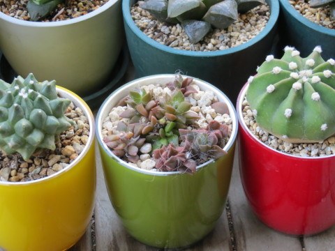 もしゃもしゃの多肉植物 吹雪の松 あるまじろの庭 もしゃもしゃの多肉植物 吹雪の松 あるまじろの庭